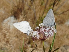 Satyrium sylvinus dryope
