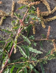 Rumex crassus