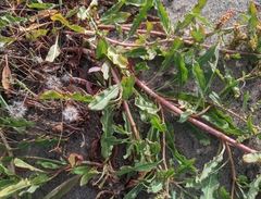 Rumex crassus