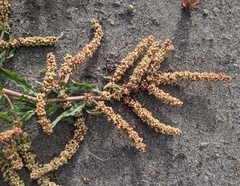Rumex crassus