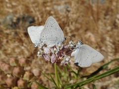 Satyrium sylvinus dryope