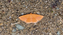 Striglina cancellata