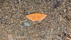 Striglina cancellata