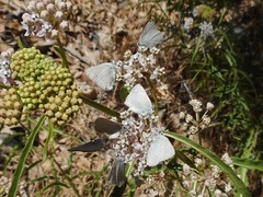 Satyrium sylvinus dryope