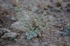 Eriogonum viridescens