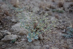 Eriogonum viridescens