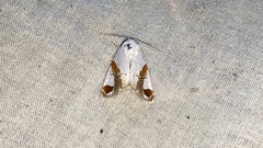 Sphragifera biplagiata