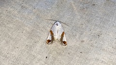 Sphragifera biplagiata