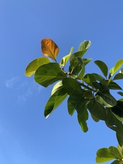 Ficus benghalensis