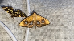 Neoanalthes contortalis