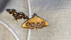 Neoanalthes contortalis