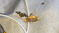 Neoanalthes contortalis