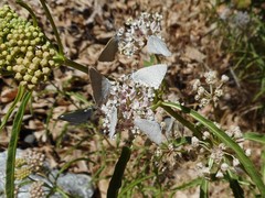 Satyrium sylvinus dryope