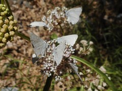 Satyrium sylvinus dryope