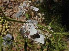 Satyrium sylvinus dryope