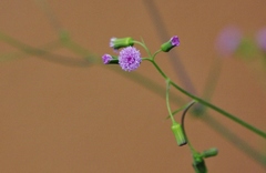 Emilia sonchifolia image