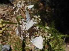 Satyrium sylvinus dryope