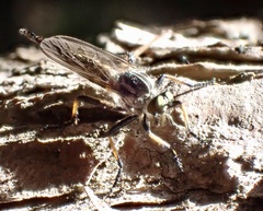 Neoitamus cyanurus
