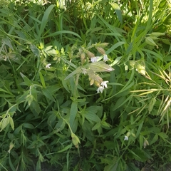 Silene latifolia alba