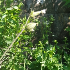 Silene latifolia alba