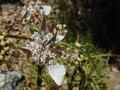 Satyrium sylvinus dryope