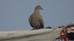 Streptopelia decaocto