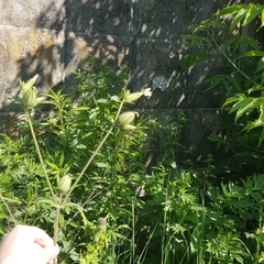 Silene latifolia alba