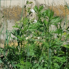 Silene latifolia alba