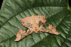 Krananda semihyalina