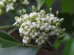 Ixora pavetta