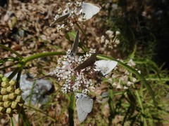 Satyrium sylvinus dryope