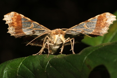 Krananda semihyalina