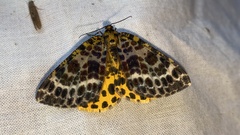 Arichanna melanaria