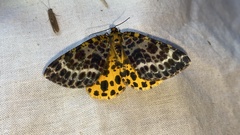 Arichanna melanaria