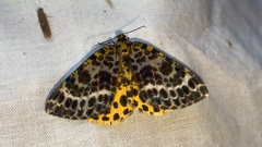 Arichanna melanaria