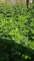 Artemisia vulgaris