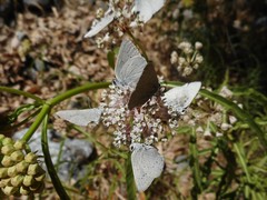 Satyrium sylvinus dryope