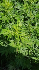 Artemisia vulgaris
