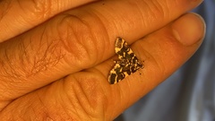 Piletocera luteosignata