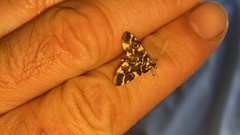 Piletocera luteosignata