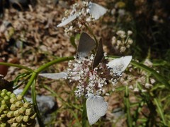 Satyrium sylvinus dryope