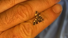 Piletocera luteosignata