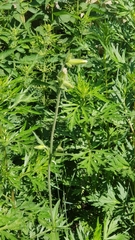 Artemisia vulgaris