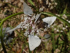 Satyrium sylvinus dryope
