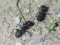 Camponotus japonicus