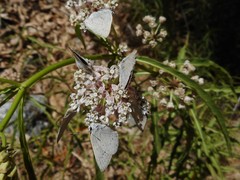 Satyrium sylvinus dryope