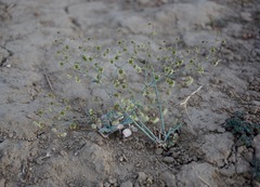 Eriogonum viridescens
