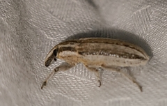Scaphomorphus