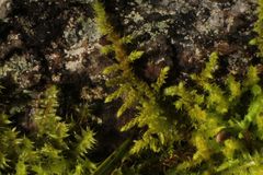 Thuidiopsis sparsa