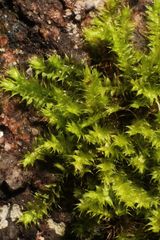 Racopilum cuspidigerum